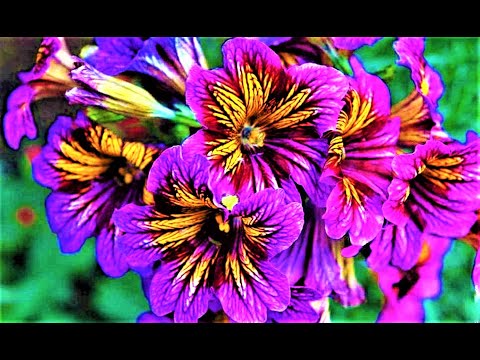 Видео: Красивые ЦВЕТЫ БЕЗ РАССАДЫ. Посейте их Семенами в Июне СРАЗУ В САД