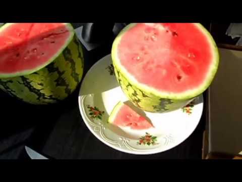 Видео: Опыт хранения арбузов сорта Пекинская Радость