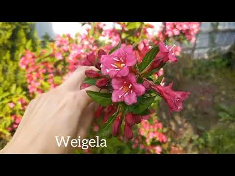 Видео: Вейгела, піон, герань.  Weigela, peonies, geraniums.