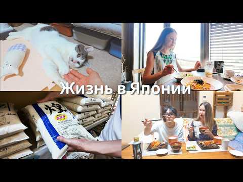 Видео: Недельные кошачьи заботы и домашняя рутина с отдыхом [Япония Влог]