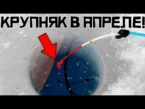 Видео: НАРВАЛСЯ на ДИКУЮ СТАЮ! Апрельский ЖОР УДИВИЛ! Рыбалка 2024