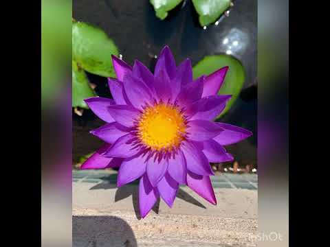 Видео: Обращение молитва . Молитва водительства .