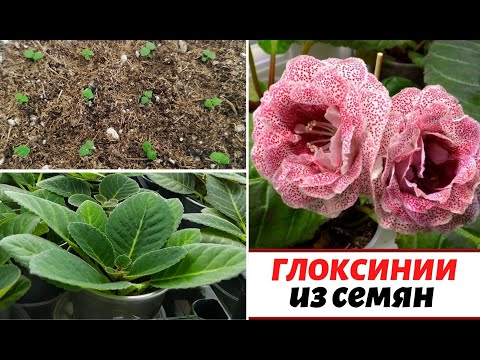 Видео: ГЛОКСИНИИ из СЕМЯН от А до Я 🌺 КАК ВЫРАСТИТЬ⁉️