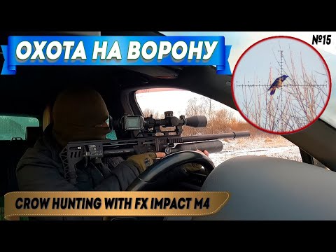 Видео: Охота на Ворону с FX Impact M4.  Crow Hunting 2024. Кроухантинг №15. Jack Hunter.