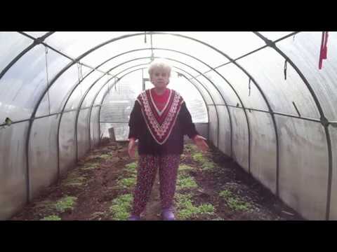 Видео: ПРЯМОЙ ПОСЕВ ТОМАТОВ В ГРУНТ - ПОШАГОВО. Ольга Чернова.
