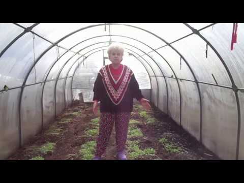 Видео: ПРЯМОЙ ПОСЕВ ТОМАТОВ В ГРУНТ - ПОШАГОВО. Ольга Чернова.