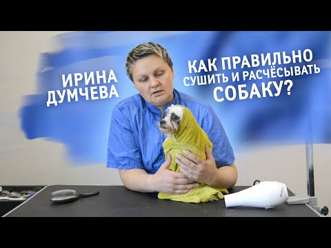 Видео: Как правильно сушить и расчёсывать собаку? Рассказывает грумер Ирина Думчева.
