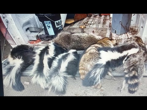 Видео: Извлечение эссенции скунса и ещё больше енотов