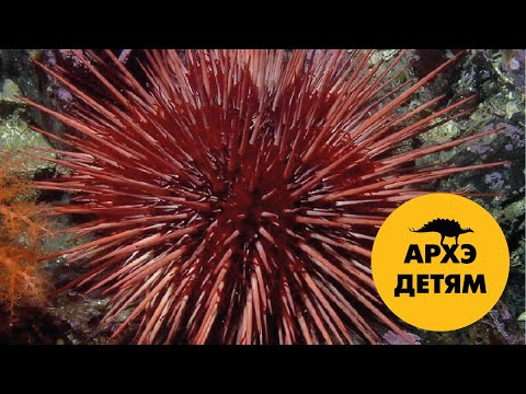 Видео: Непохожие родственники | Вадим Марьинский (выпуск 13)