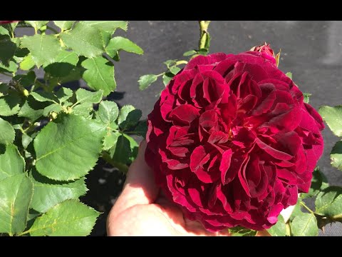 Видео: Активная фаза бутонизации у Роз.  Удобрения для пышного длительного и красивого цветения!