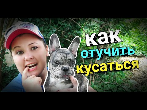 Видео: 4 ЭФФЕКТИВНЫХ способа отучить щенка кусаться. Мокрый нос французский бульдог Луна