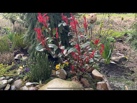 Видео: Фотиния фразера в моём саду 🌺 Сорта, посадка: требования и условия 🌸 Photinia fraserii