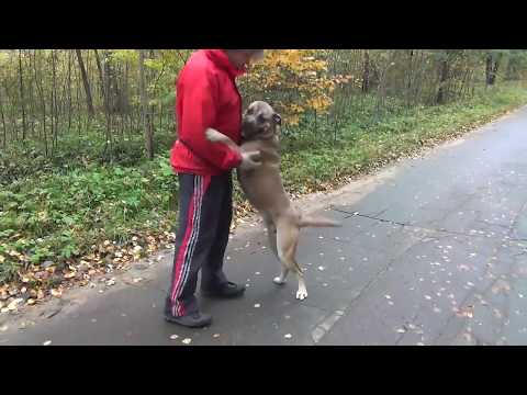 Видео: Ка-де-бо. 12 месяцев. Занятие по послушанию за 1 месяц.