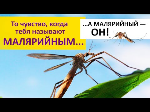Видео: Осторожно! МАЛЯРИЙНЫЙ КОМАР! Или нет? Наталья Носова