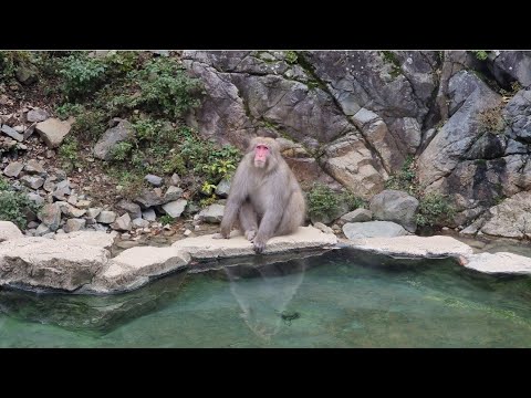 Видео: Парк обезьянок,купающихся в теплых источниках