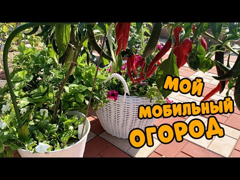 Видео: МОБИЛЬНЫЙ ОГОРОД ДЛЯ ДАЧИ И БАЛКОНОВ