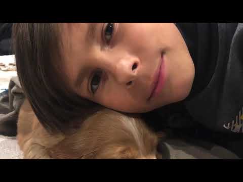 Видео: Английский кокер-спаниель 1 месяц. Злата  дома! Первый день!