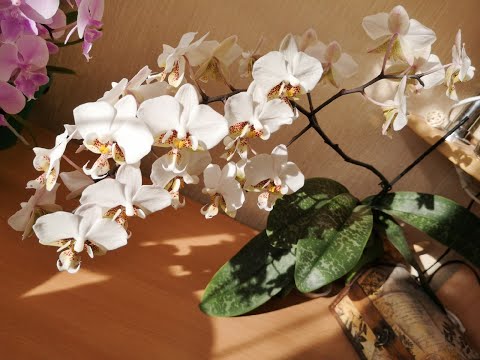 Видео: Phal. Stuartiana Pico Chip, цветение орхидеи. 🌼