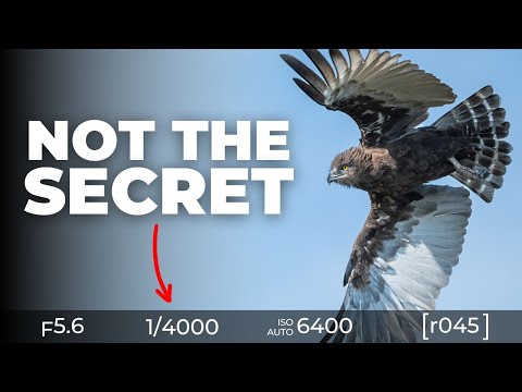 Видео: 7 привычек 1% лучших фотографов дикой природы
