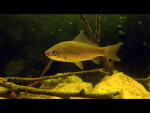 Видео: Речные рыбы в аквариуме [Запустил карасей в речной аквариум]