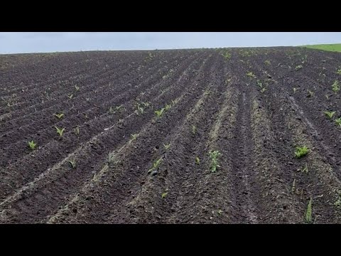 Видео: Посадка картоплі 2025.