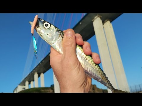 Видео: Рокфишинг под Русским мостом.Морская рыбалка во Владивостоке. Камбала,скумбрия