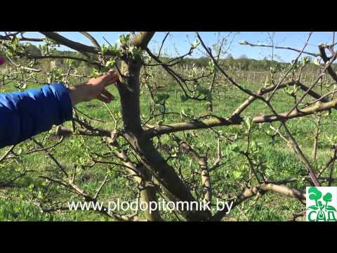 Видео: Формирование яблони и груши веретеном в течение жизни дерева.