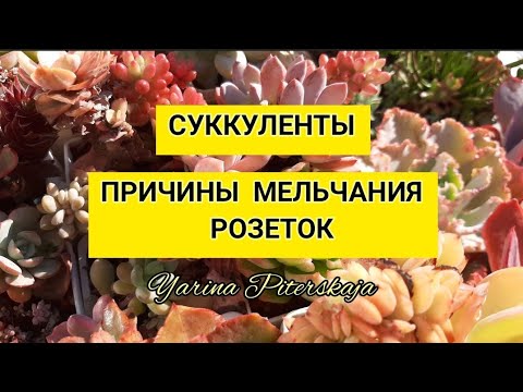 Видео: Суккуленты.  Причины мельчания розеток.