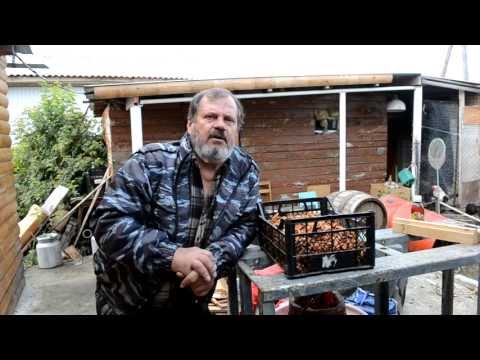 Видео: Фруктовая брага. Часть 14. Яблоки,груши. необычный способ