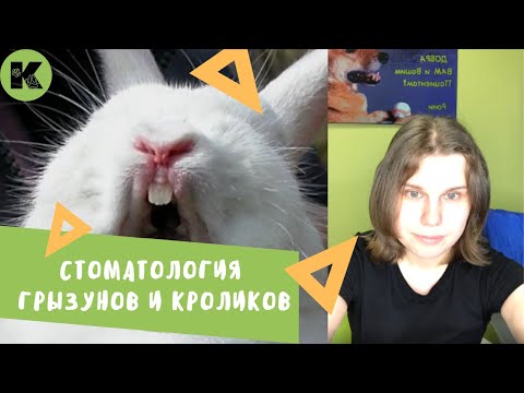 Видео: Стоматология грызунов и кроликов