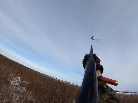 Видео: На охоту с папой.#охота #охотанафазана #pheasant #pheasanthunting #фазан