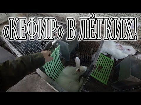 Видео: ДОХНУТ КРОЛИКИ ОСЕНЬЮ