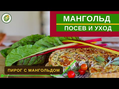 Видео: МАНГОЛЬД - как вырастить листовую свеклу// рецепт пирога с мангольдом