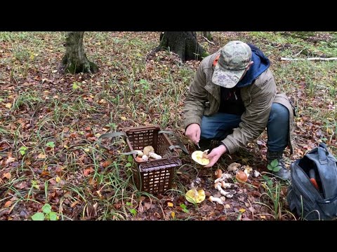 Видео: ДРЕВНІМ ЛІСІ ОЖИЛИ ГРИБИ! Несподіваний Поворот!! Старі Місця - ВІДНОВЛЮЮТЬСЯ!!!