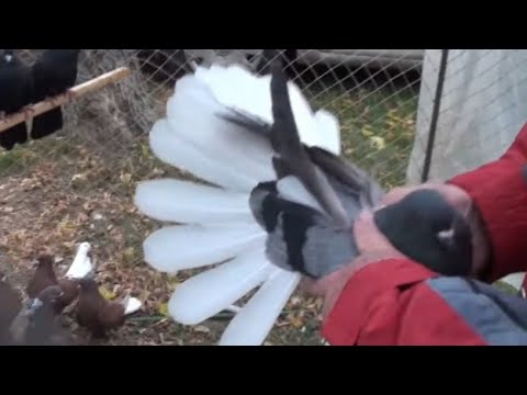 Видео: "Половили і не віддають"