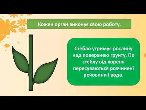 Видео: Якими бувають рослини. ЯДС. 2 клас 🌿