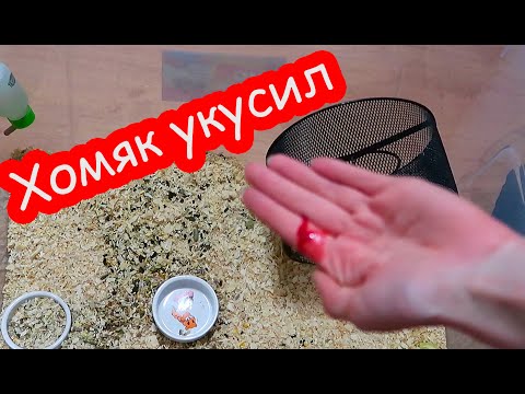 Видео: Хомяк укусил до крови во время уборки