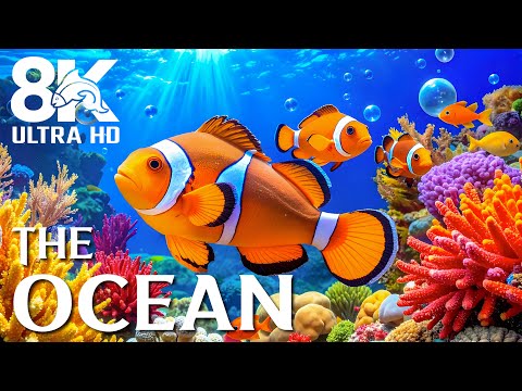 Видео: Sea World 8K (Ultra HD) — красивые подводные цвета и мягкая эмбиент-музыка для снятия стресса