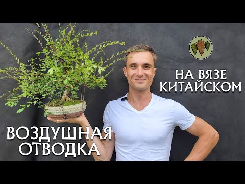 Видео: Неудачная воздушная отводка на вязе китайском / опыт в условиях Подмосковья @Studio.Bonsai