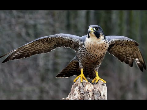 Видео: Бул куш 1 ай ээсин кыйнап жургон эми эсине келди