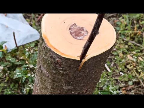 Видео: Прививка Яблони / Grafting Apple