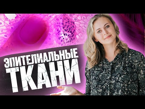 Видео: Эпителиальная ткань | Биология ЕГЭ