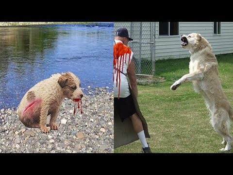 Видео: Щенка пытались утопить, но его спас рыбак, а спустя много лет случилось непоправимое