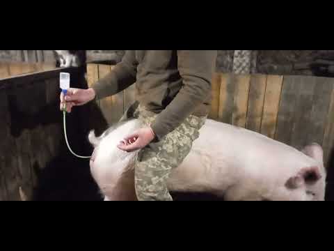 Видео: Велика біла запліднення первістки.Контакти для бронювання поросят різних порід.0672791916 .