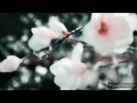 Видео: Chu wanning x Mo Ran | Чу Ваньнин х Мо Жань Эрха| 2ha хаски и его белый кот