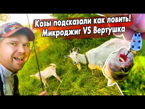 Видео: Ловля окуня в цветущей воде! | Эксперимент микроджиг или вертушка! | Влияние цвета