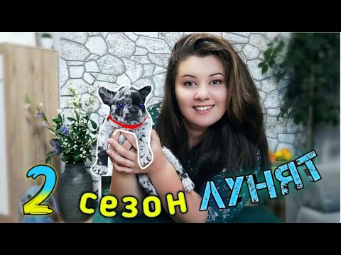 Видео: Неожиданное пополнение. Щенки французского бульдога. Мокрый нос