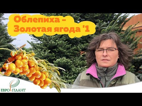 Видео: Облепиха: польза, красота и здоровье. Прокачиваем имидж ягоды