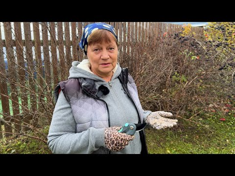 Видео: Обрезка жимолости и дальнейший уход. Осенние работы в саду.