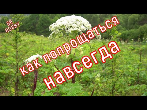Видео: Простой способ избавиться от БОРЩЕВИКА на участке! НАВСЕГДА!